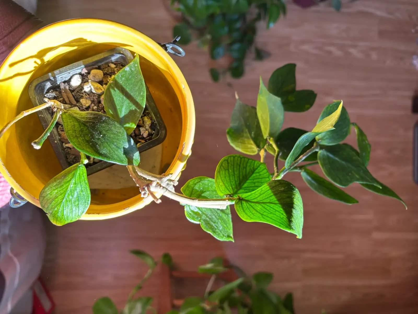 The First Hoya Ever