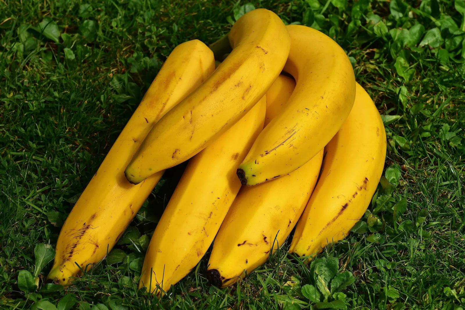 To support the point I make that Avocadoes contain more potassium than bananas