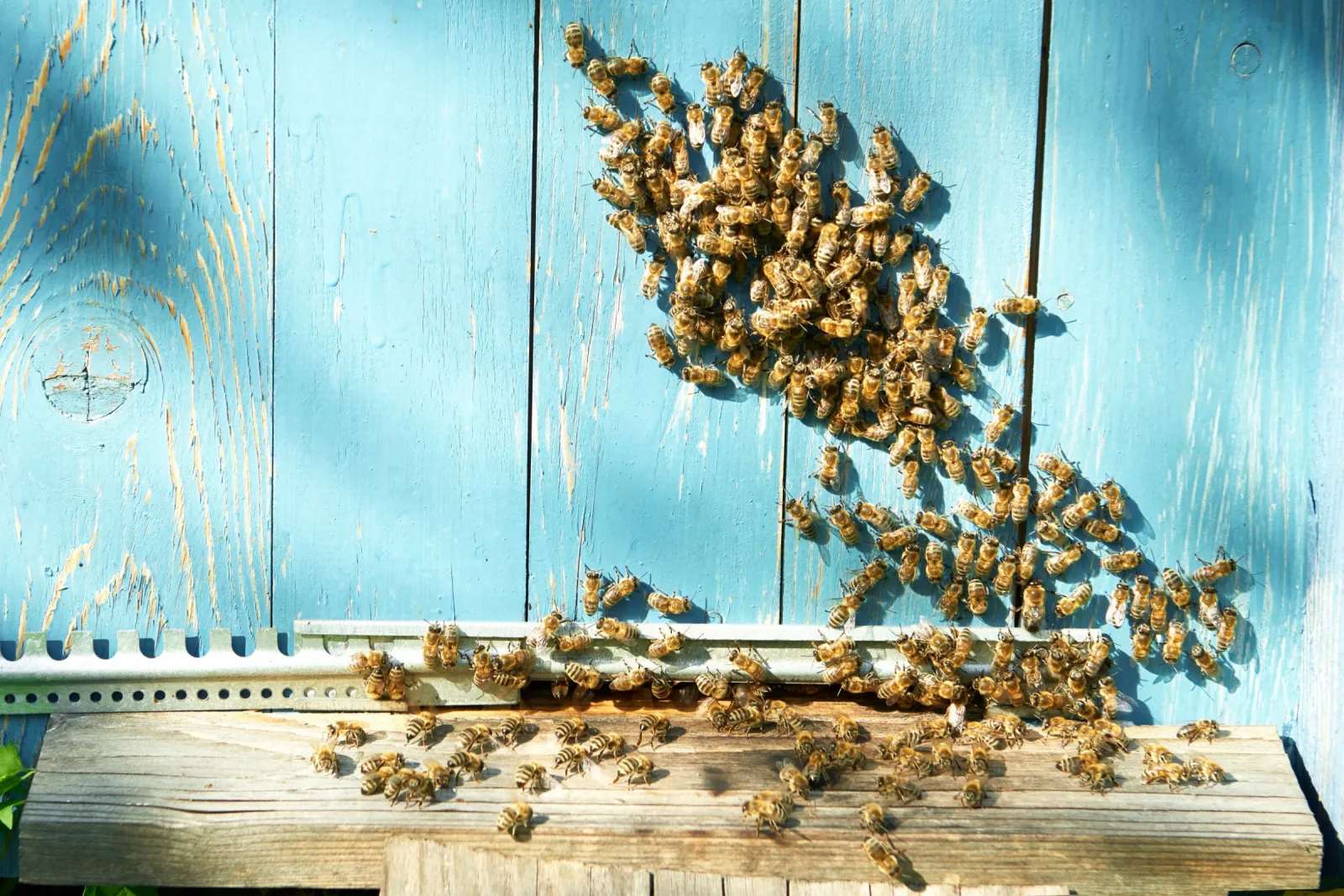 A Swarm Of Bees On a Building