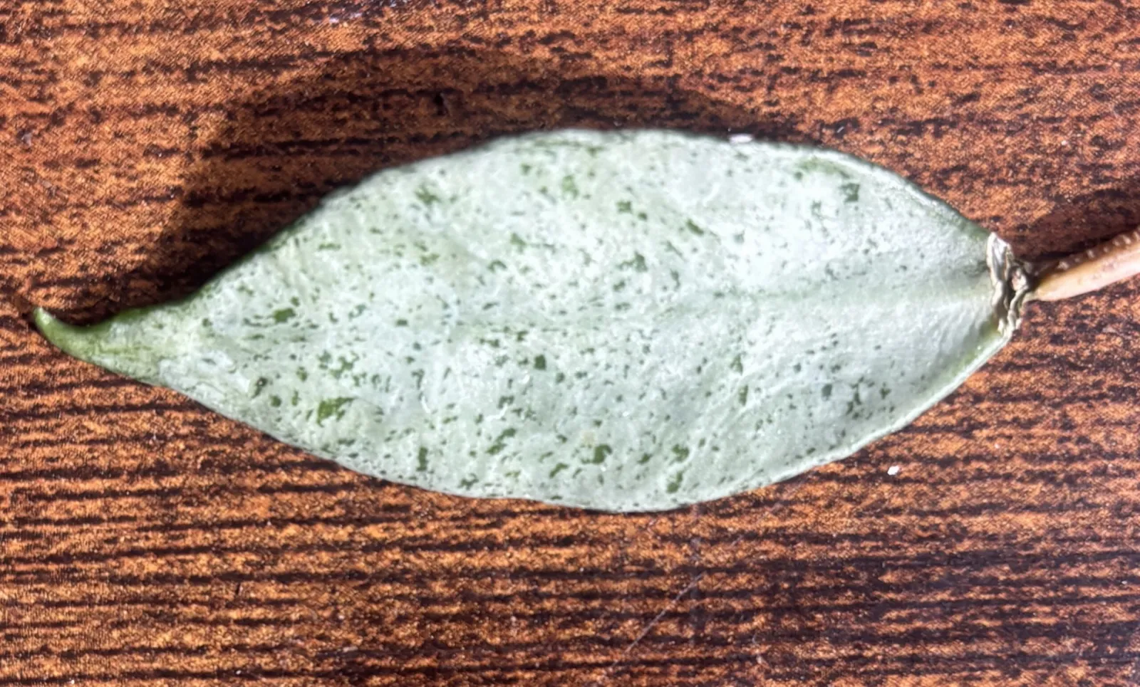 Look at the sparkle on this single Hoya Lacunosa Mint Leaf!