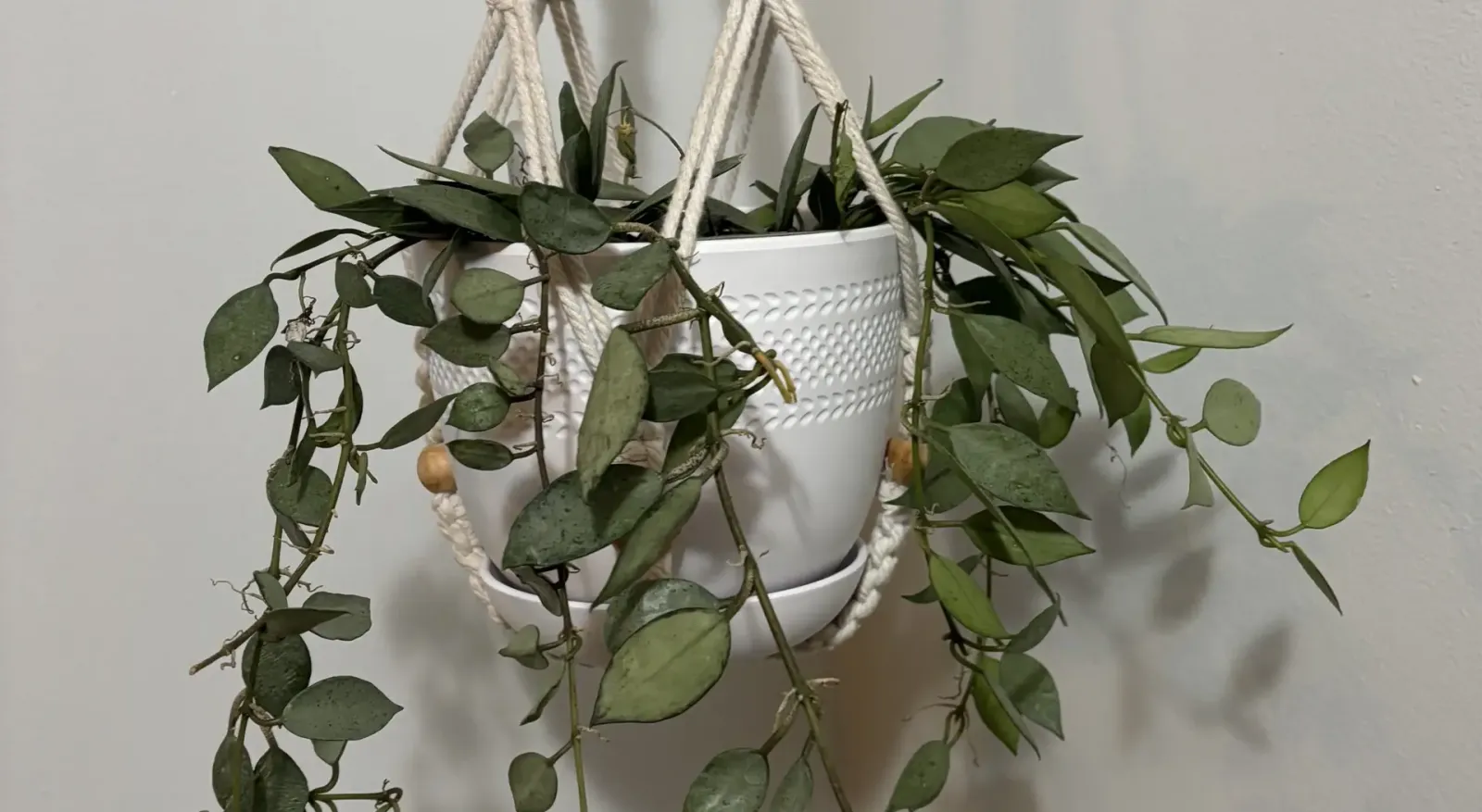 How To Expand Your Plant Collection: Hoya Lacunosa Mint