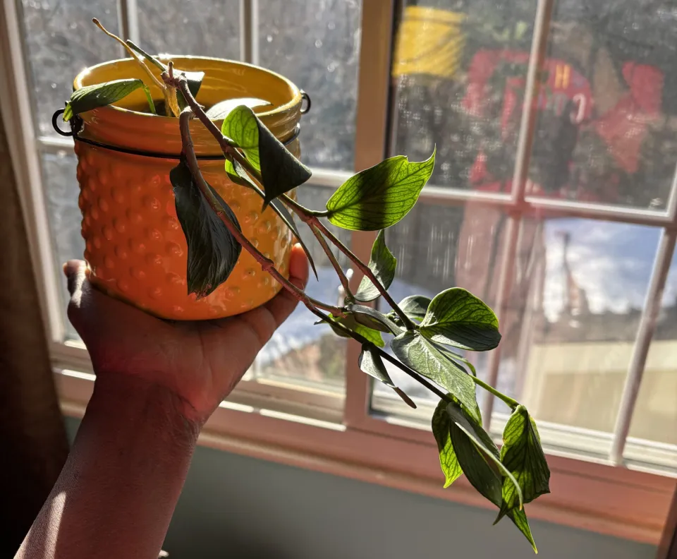 This is a photo of the first Hoya I added to my plant collection!