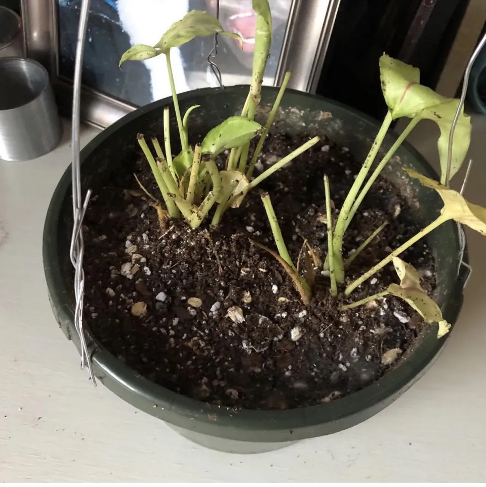 I Overwatered This Syngonium White Butterfly