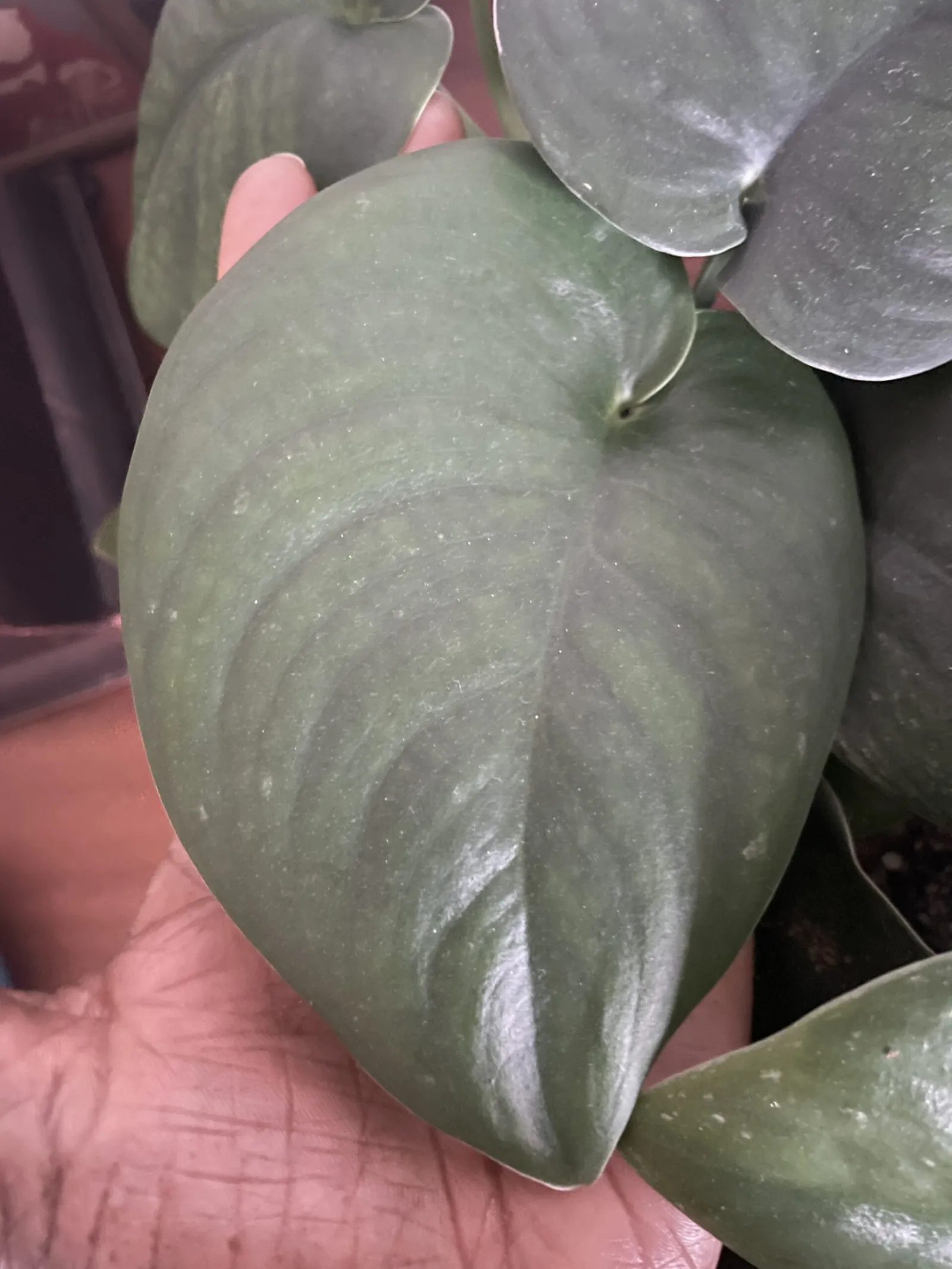 So far, this is the largest leaf on my Jade (as compared to my hand)