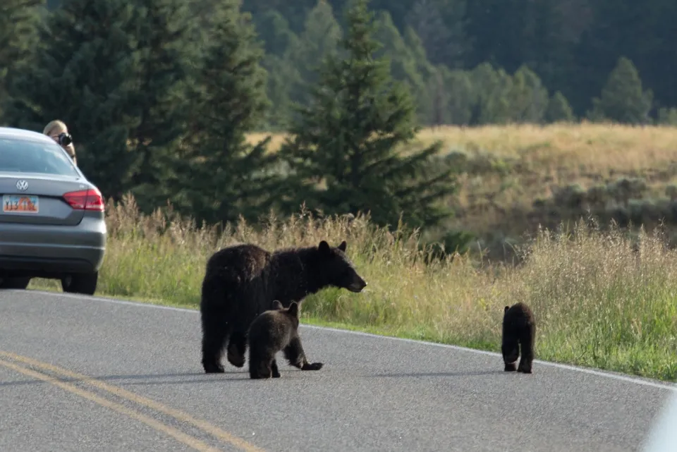 A Mama Bear Will Always Try To Protect Her Cubs
