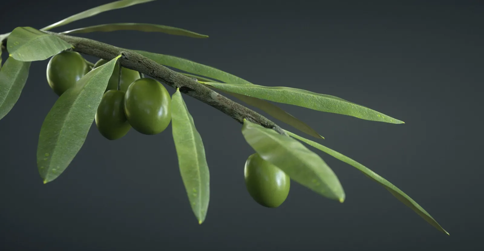 Try To Offer An Olive Branch For Healing