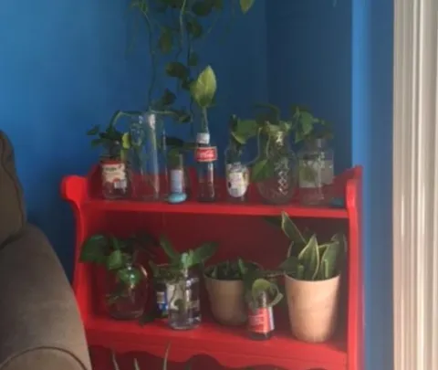 This Was One of My First Houseplant Propagation Stations
