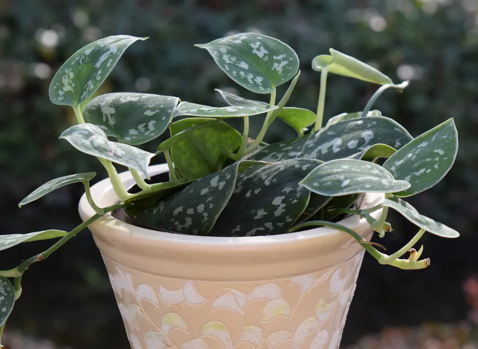 Dormancy: How To Be Hopeful About Your Houseplants In Winter