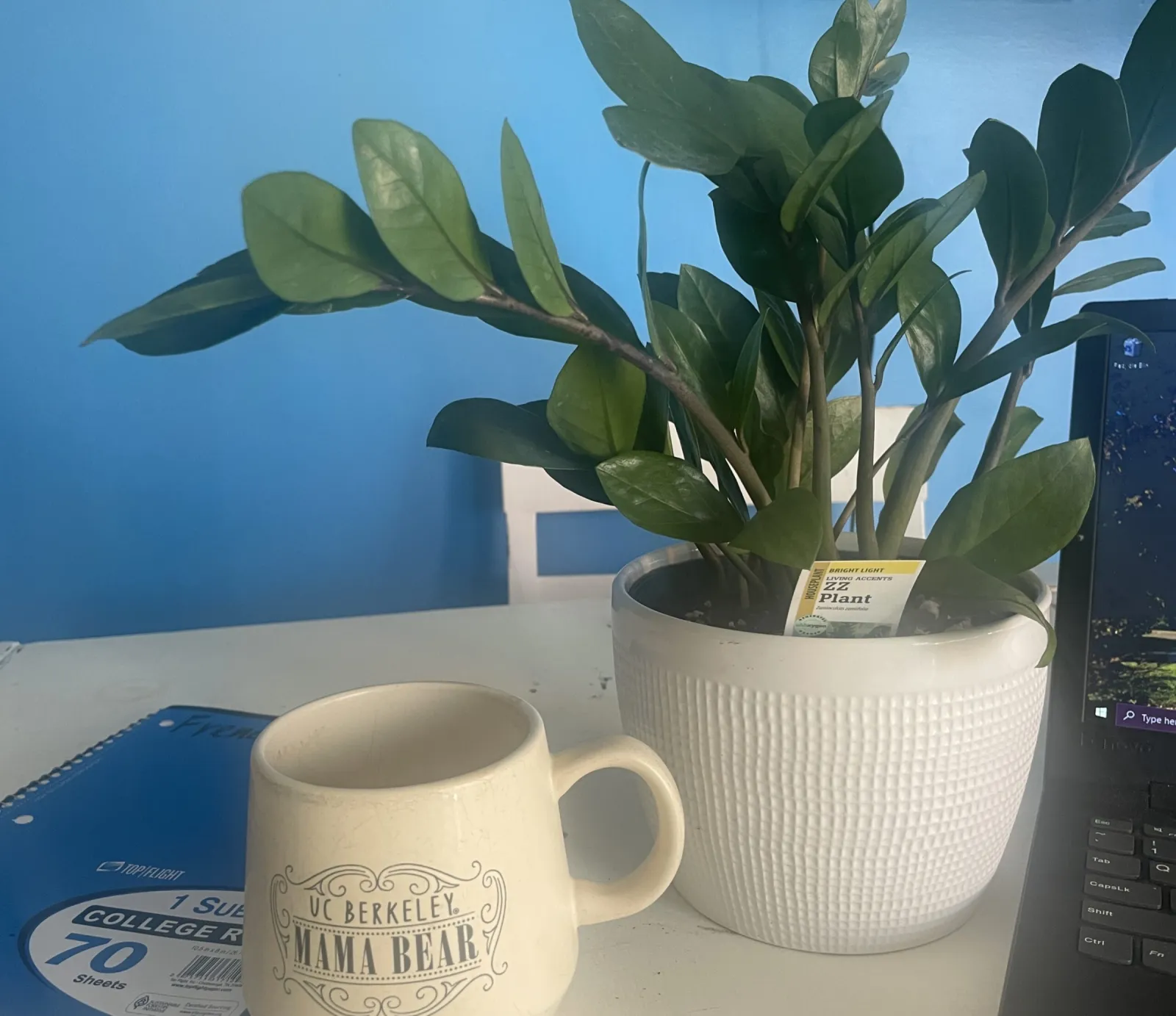 How To Take Care of a Zamioculcas Zamiifolia Plant